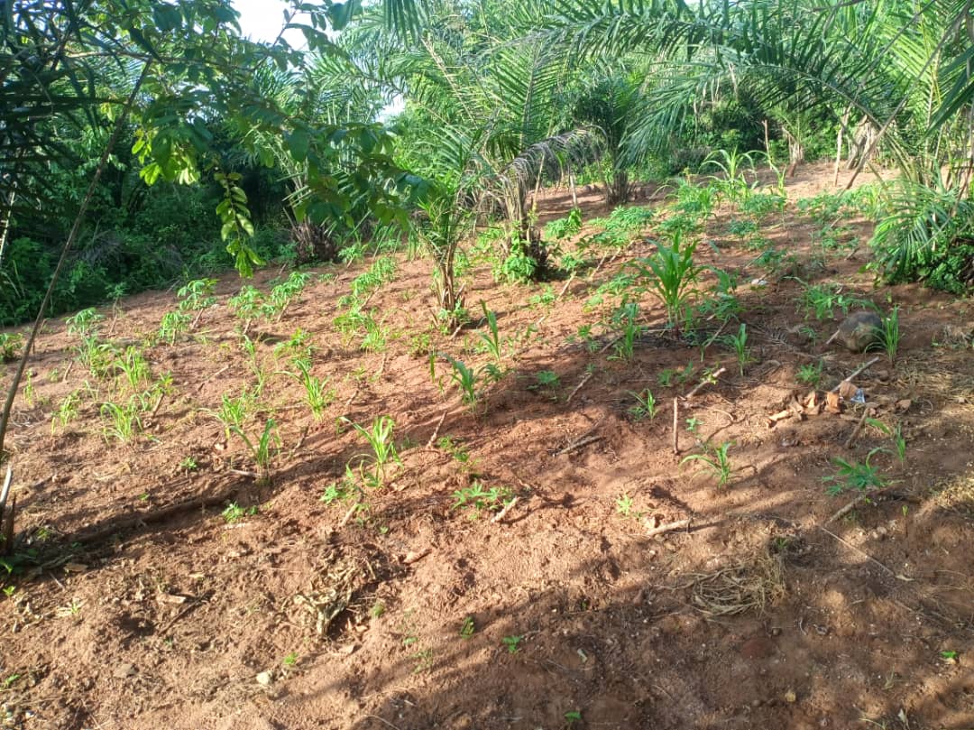 Plants