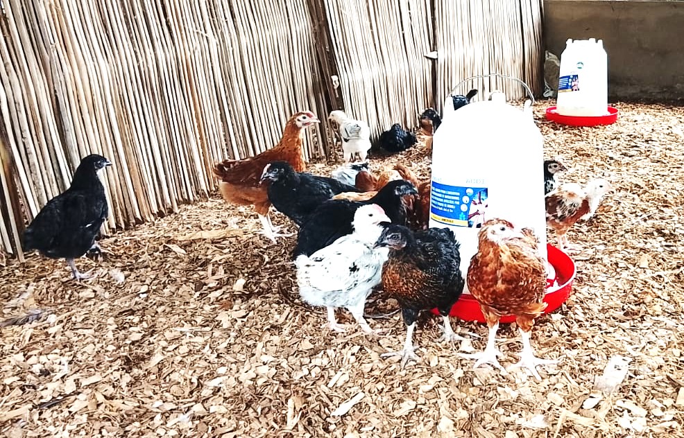 Une centaine de poulets réceptionnées à Gati Soun et Fogbé Apédomé